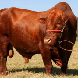 FRIGORÍFICOS & TRIPEIROS 🇧🇷 - VAGAS - 🐂🐖🐔