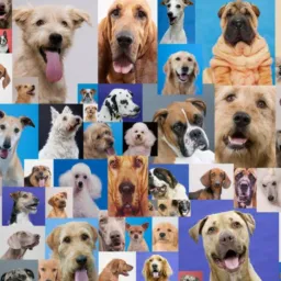...MUNDO DOS CÃES...