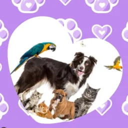 Doações de animais🐈🐈⬛🐕🦮🐦⬛...Animais perdidos- Petrópolis RJ