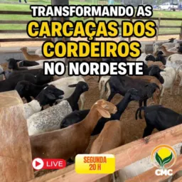 Transformando as Carcaças de Cordeiros no Nordeste
