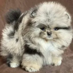 🐾🐾 SPITZ ALEMÃO & CIA 🐾 🐾