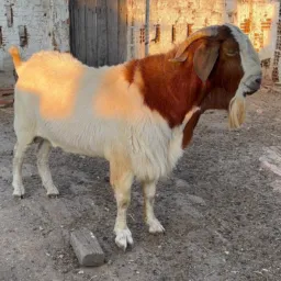 Caprinos e ovinos 🐐🐑🐏