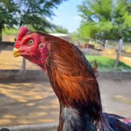 Barganha de Galinha Guaratinguetá