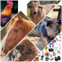 🐇Mundo dos Pets & Olx 1🦜