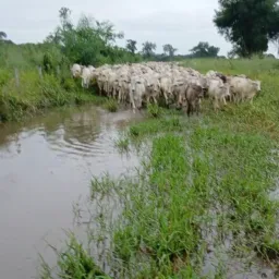 Faz. vale das aguas