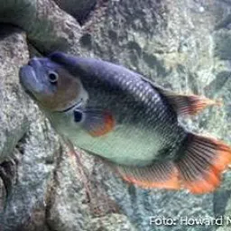 Trocas vendas de  peixes