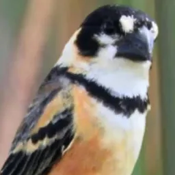 Aves de valor sem limite