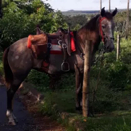 Vendas & Trocas 🤠🐮🐷🐶🐣🐴💰