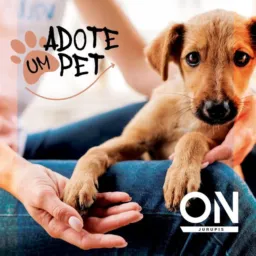 🐱Doações de Pets  Perdidos Achados 🐶 Dourados ms