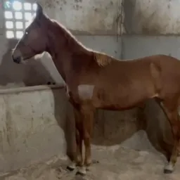 🐴🍀*SORTEIO POTRO MANGALARGA MARCHADOR REGISTRADO*🍀🐴