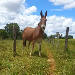 Compra e venda de cavalos ipameri Goiás e região