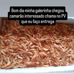 Francisco camarão
