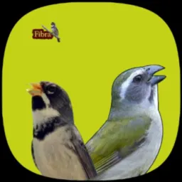 ❤️ APAIXONADOS POR COLEIROS E TRINCAS RIO DE JANEIRO 🐦‍⬛🦅