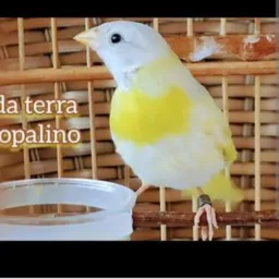 Somente Canários da terra 062 e outros dd