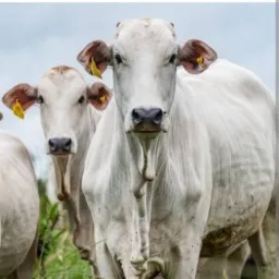 Compra e Venda de Bovinos 1 🐄