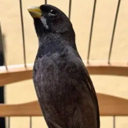 🤑🍀 RIFAS de AVES 🦅🍀