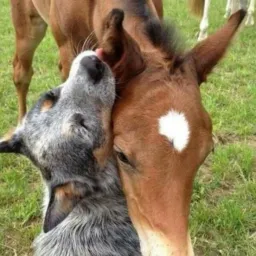 Venda e troca de cavalos
