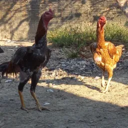 Criadores de aves🐓🪿🦆 de (jutaí)venda, e troca.