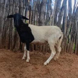 🍀Fazenda Riachinho....Rifas🍀