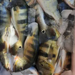 Bazar do Peixe de Apinagés 🐟🐟🐟
