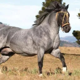 Brick Capivari ,Tubarão e Pescaria 🐴🐖🐏🐑🐮🐦🐓