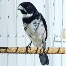 ROLOS VENDA GAIOLAS AVES ETC RJ