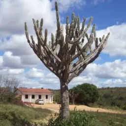 Riquezas do sertão