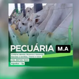 Venda de bovinos 014📲 🐮💰
