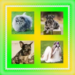 🐾🐾🐾. PUG / SHIH-TZU/ BULLDOG /SPITZ /VENDAS OU TROCASSE 🐾🐾🐾