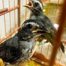 Grupo Aves /Gaiolas/ Rolo Top Baixada🤪