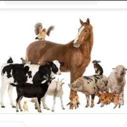 Grupo 3 Estados 🐎🐂🐖🐕🐐🏍️🚘