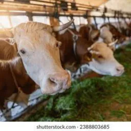 Compras e vendas de Criações 🐂🐖🐑🐴🐔