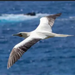 ROLEIROS SEM LIMITES🦜APENAS AVES