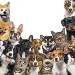 Grupo para doaçao de animais,moveis,roupas e etc juara