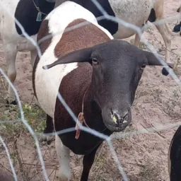 Rifa de uma marra dorpe com satines muito boa pra matriz mas 200rs