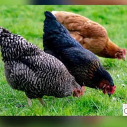 VENDA DE GALINHA E CATIRA FRANCA SP