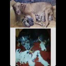 03°SORTEIO DO ANO 2026. PELA, FEDERAL/1°PRÊMI , Burrila OU fila OU R$500 PIX/ 2°macho 🐶,🐕🤠BOA SORTE🙏