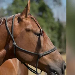 Cavalos/Muares Negócios