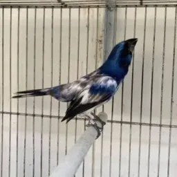 Venda e troca de passarinhos CG