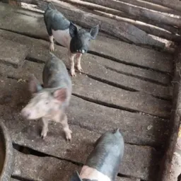 Venda de animais caipira  palotina e região 🐖🐄🐓