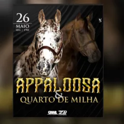 2 - LEILÃO APPALOOSA E QUARTO DE MILHA