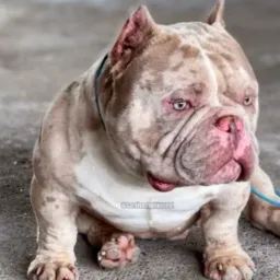 Riobully🐕