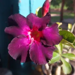 Daílla rifas e vendas de rosas do deserto🌹