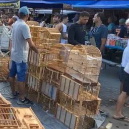 Feira De Cajazeiras 10