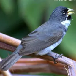 🐦Pássaros d serra