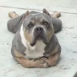 Vendas e doações E Etc Somente Dogs....🐶