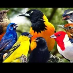 Trocas e vendas de passarinho em Penha🐇🐓🦜🦅🦆🐥