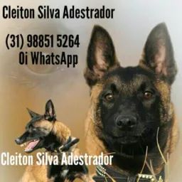 Cães & Cia