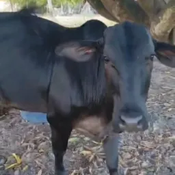 Marcelo e Amigos