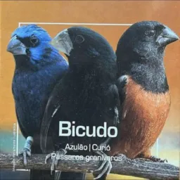 Ninho das Aves.